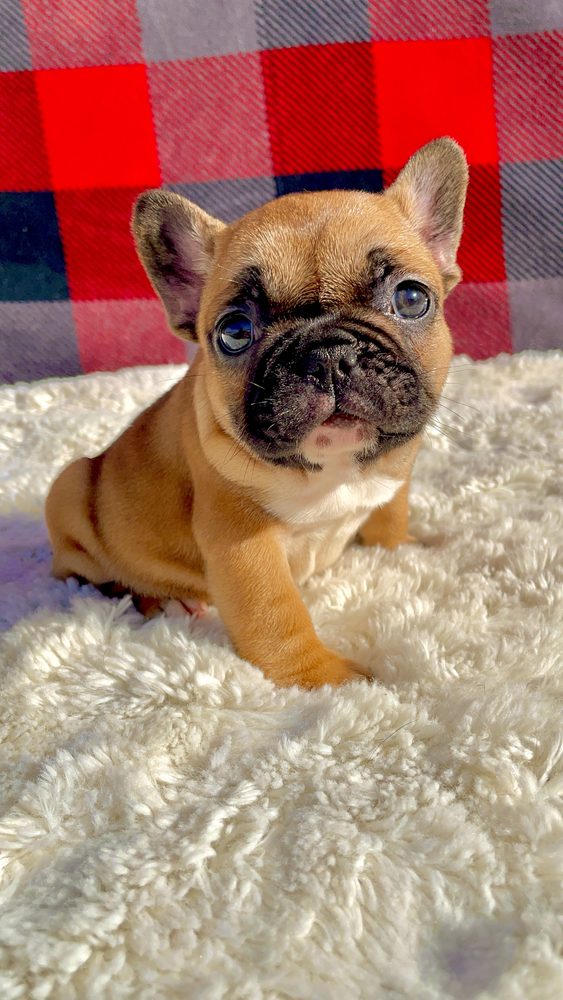 A past Sirius French Bulldogs puppy