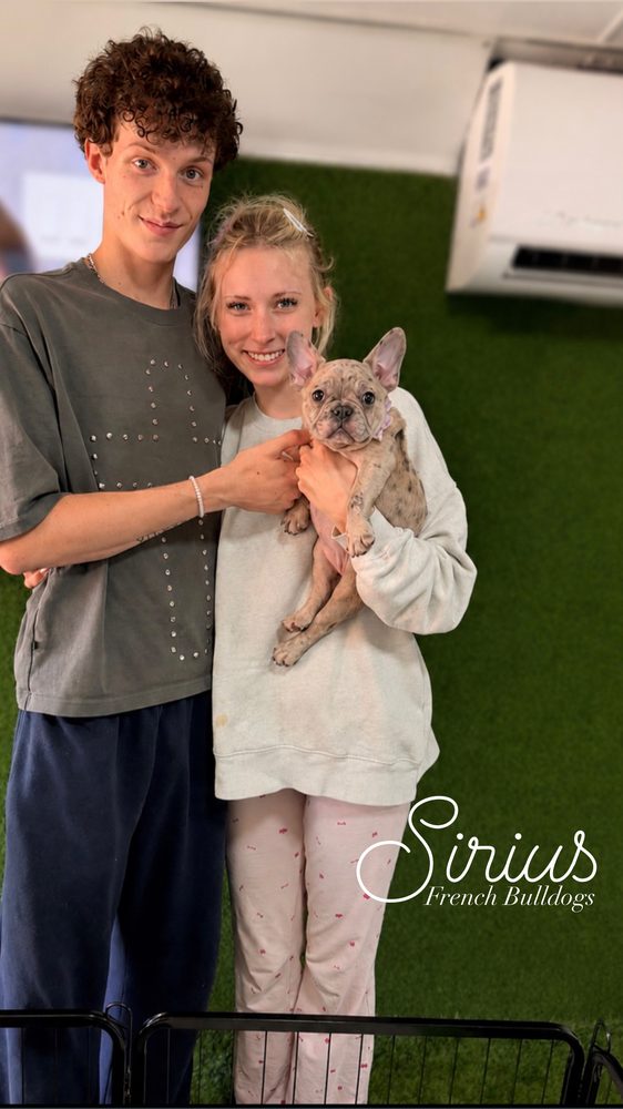 A past Sirius French Bulldogs puppy