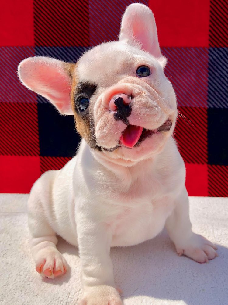 A past Sirius French Bulldogs puppy