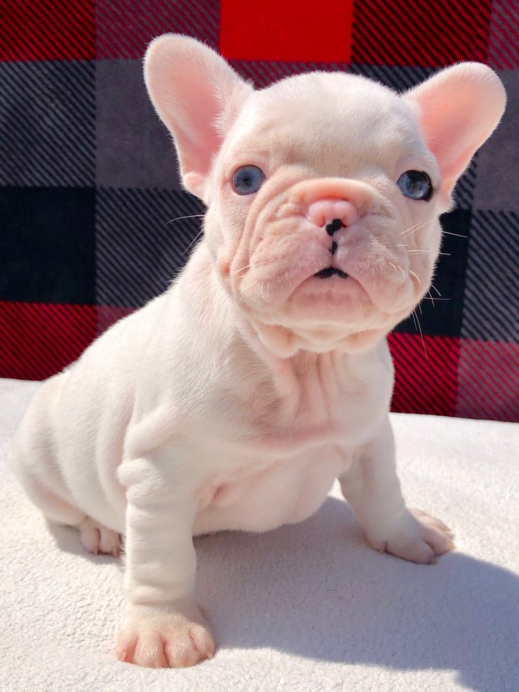 A past Sirius French Bulldogs puppy