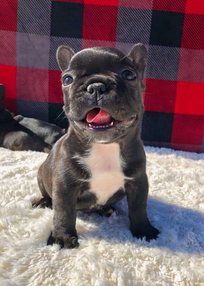 A past Sirius French Bulldogs puppy