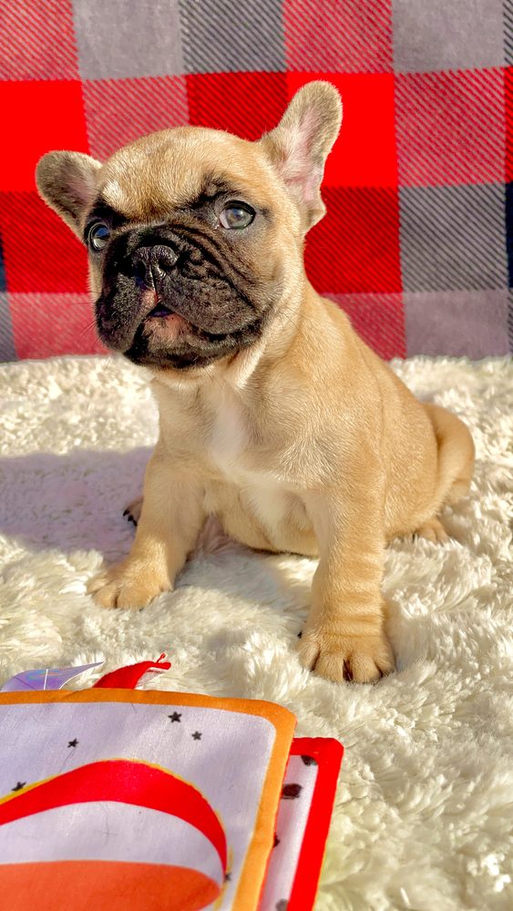 A past Sirius French Bulldogs puppy