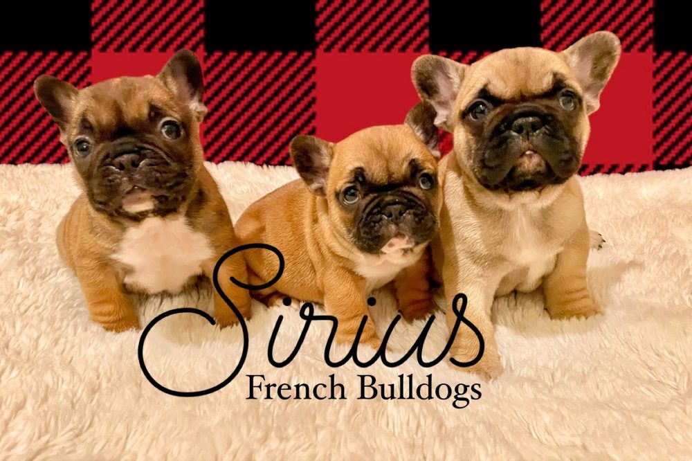 Fawn French Bulldog puppies from Sirius French Bulldogs