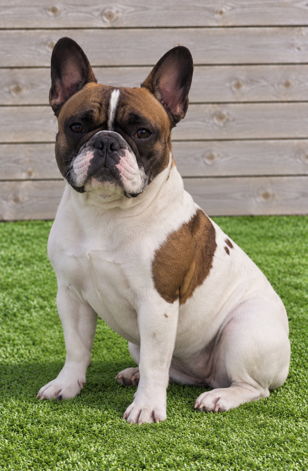 Asia, a Sirius French Bulldogs dam