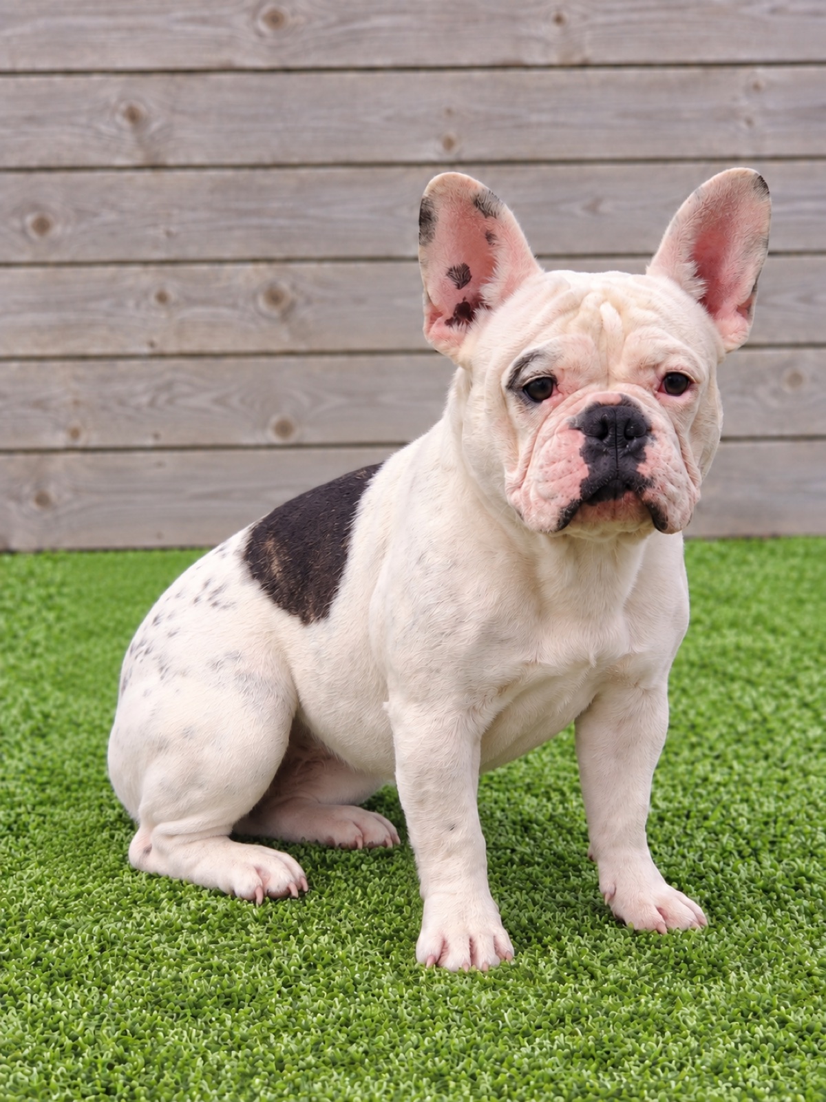 Bella, a Sirius French Bulldogs dam