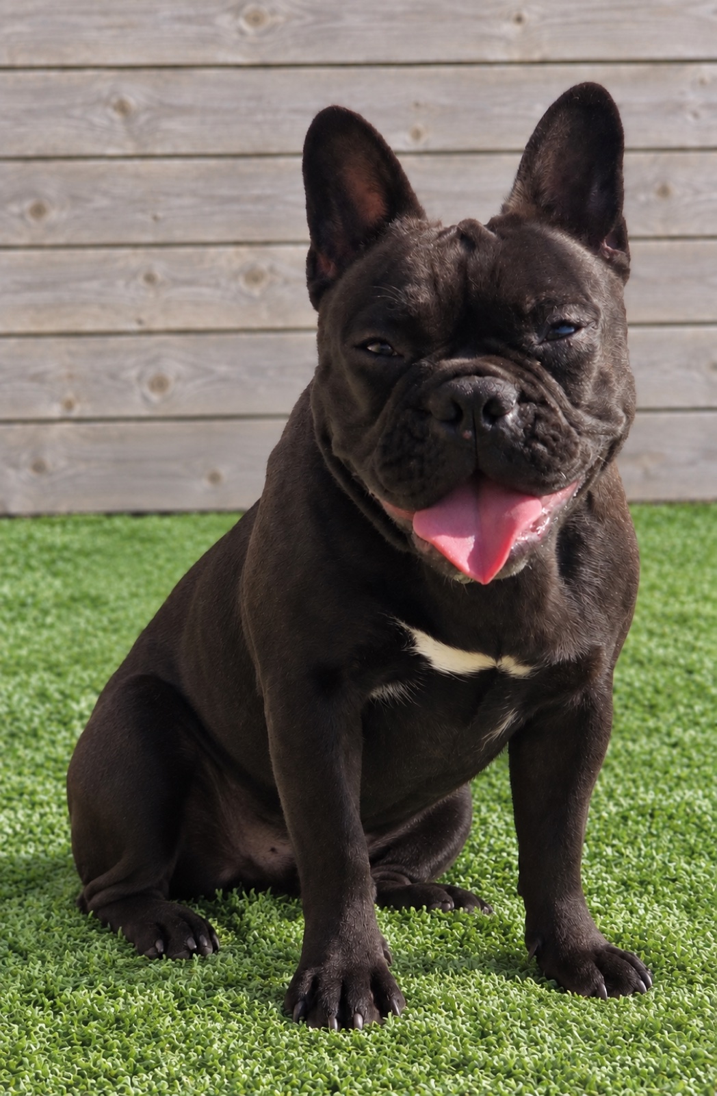Bonnie, a Sirius French Bulldogs dam
