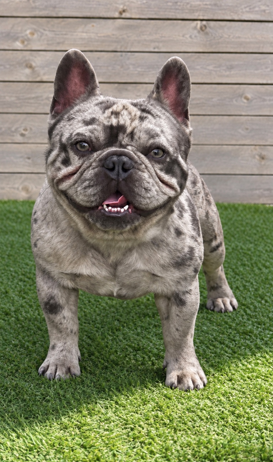 Guapo, a Sirius French Bulldogs stud