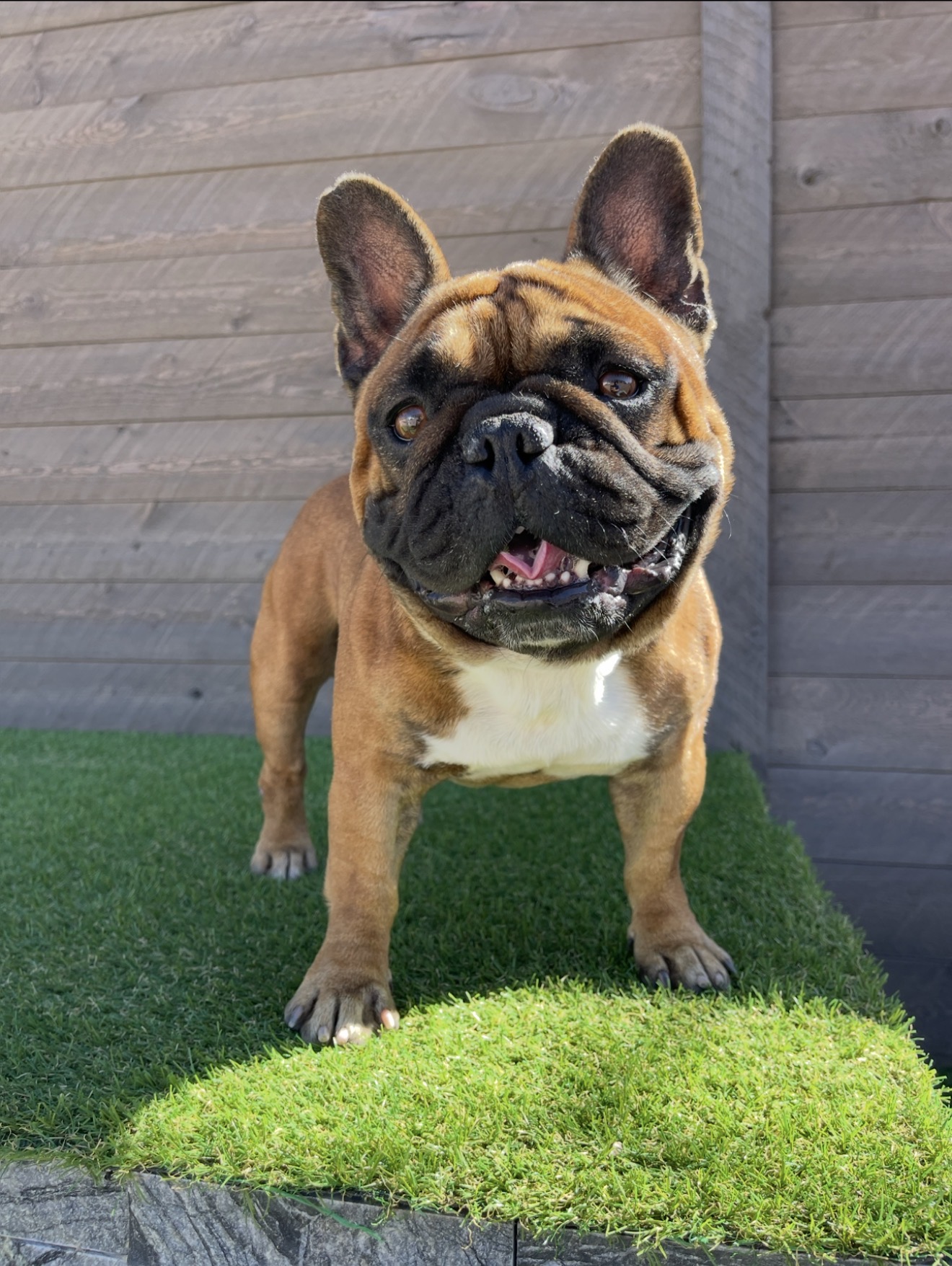 Lucky, a Sirius French Bulldogs stud