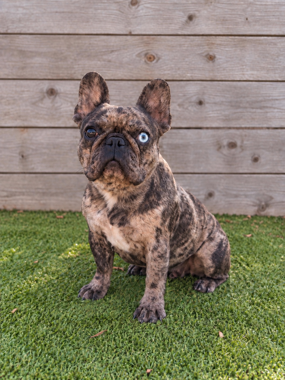 Roma, a Sirius French Bulldogs dam