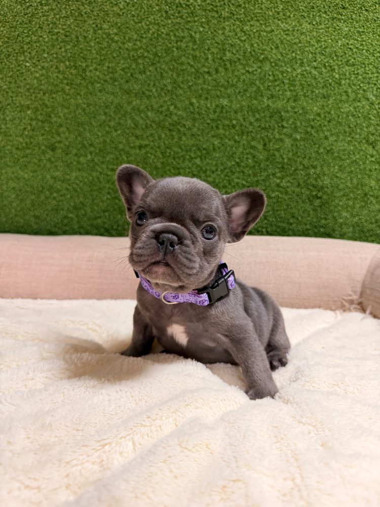 A Sirius French Bulldog puppy from a previous litter