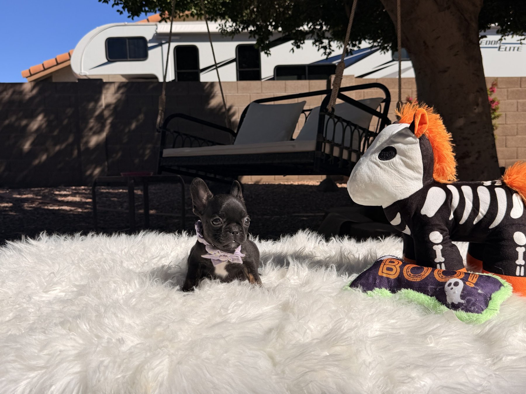 Alexa, a French Bulldog puppy from Sirius French Bulldogs