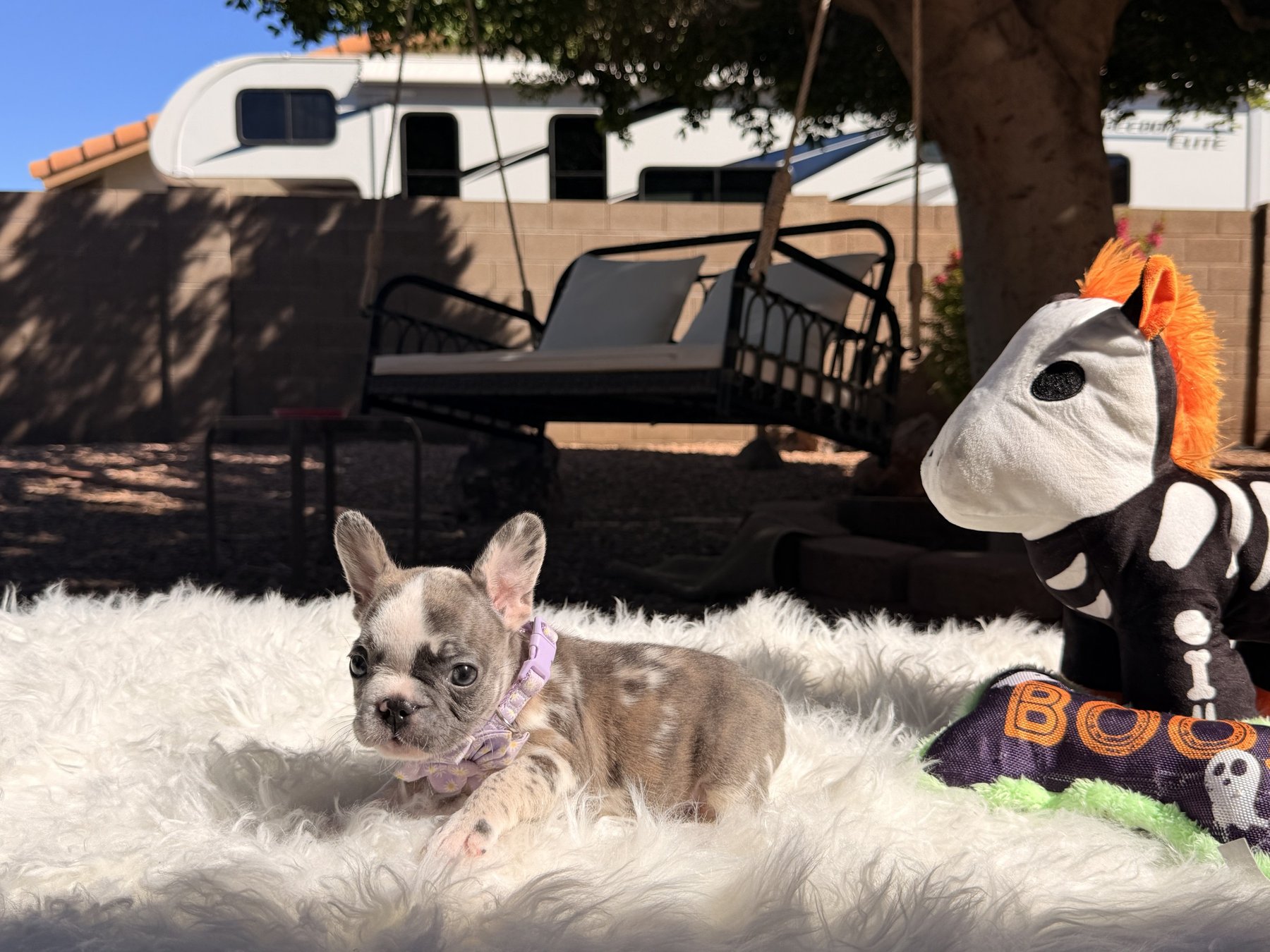 Sephora, a French Bulldog puppy from Sirius French Bulldogs