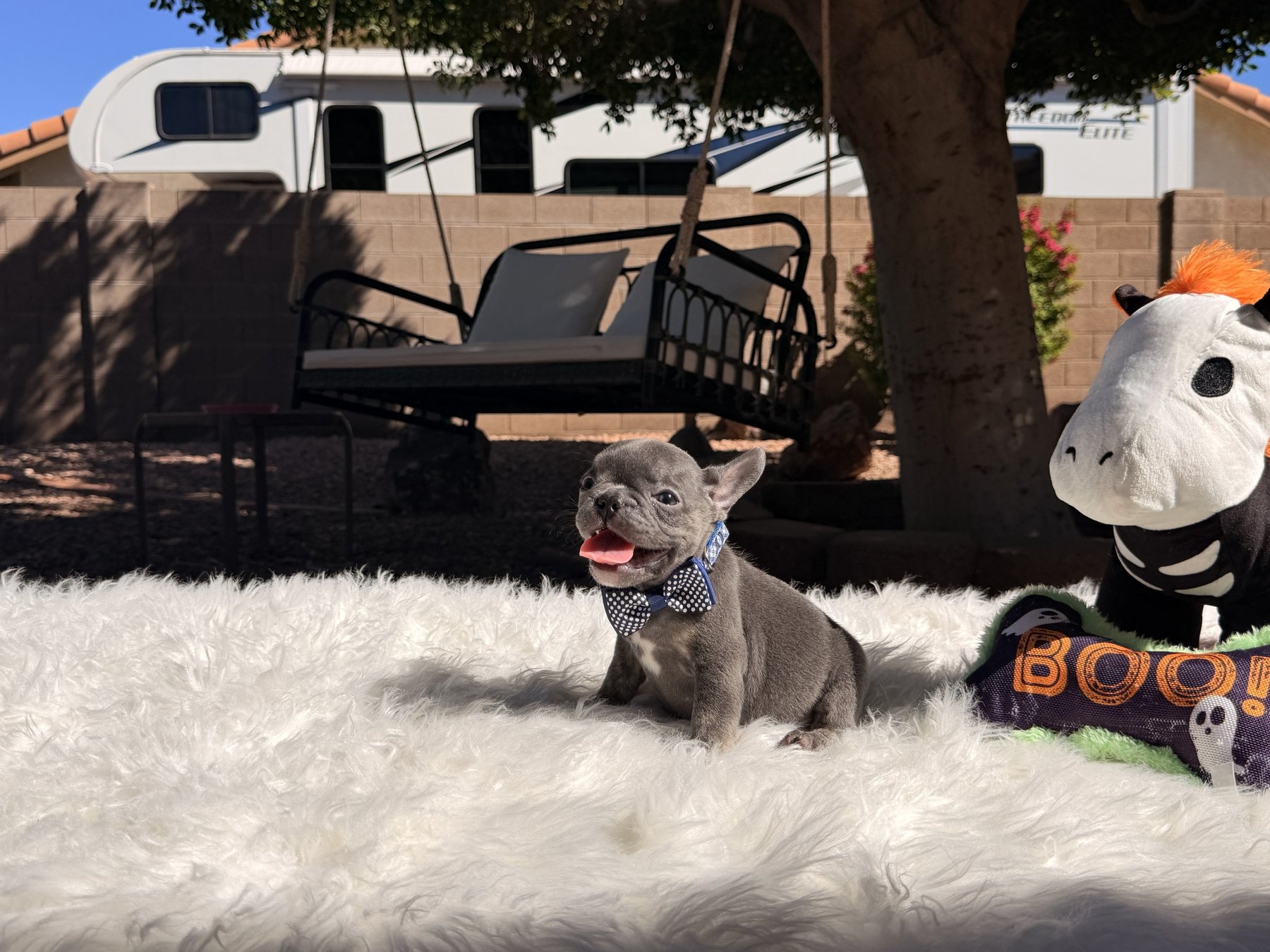 Rocket, a French Bulldog puppy from Sirius French Bulldogs