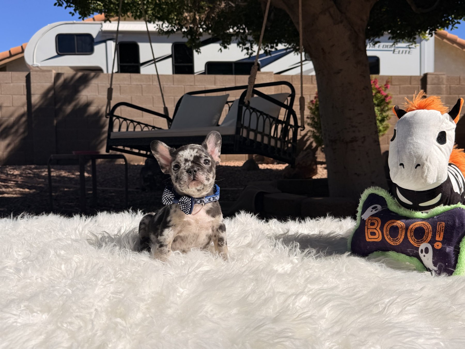 Whiskey, a French Bulldog puppy from Sirius French Bulldogs