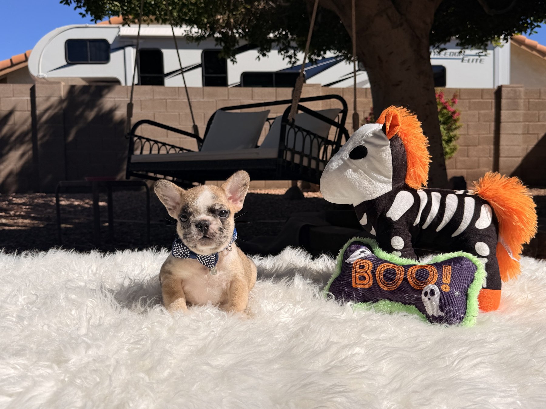 Cooper, a French Bulldog puppy from Sirius French Bulldogs