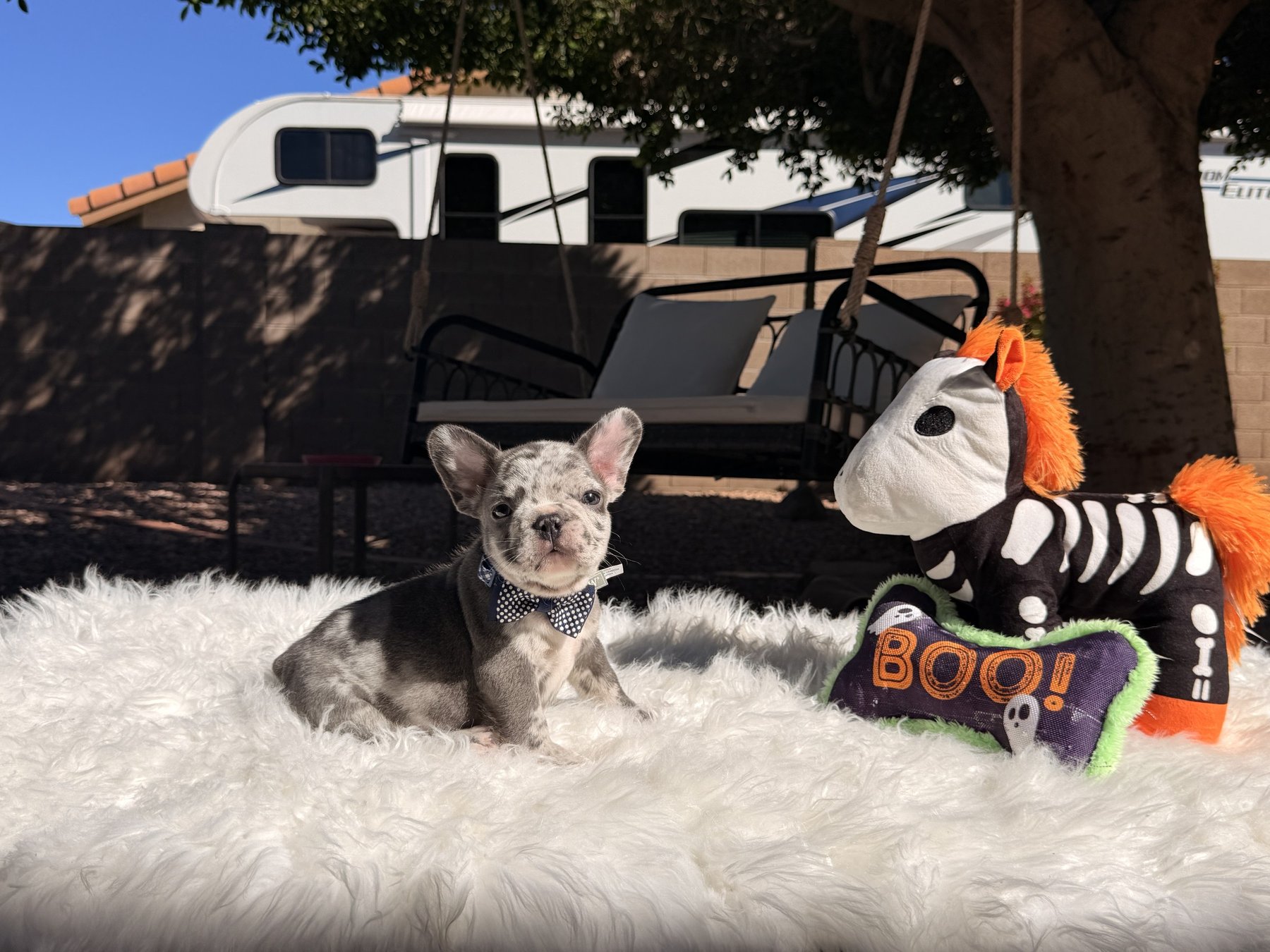Duke, a French Bulldog puppy from Sirius French Bulldogs