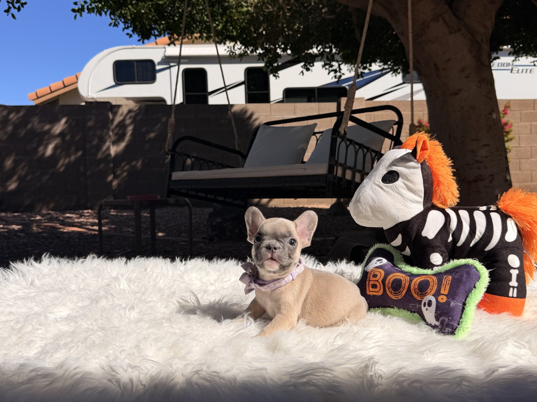 Lily, a French Bulldog puppy from Sirius French Bulldogs